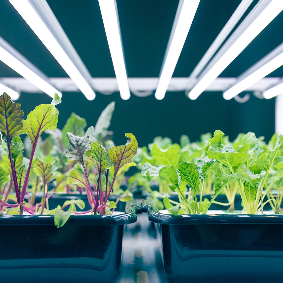 proyectos de cultivo