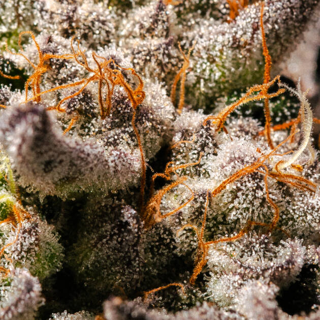 Pushin P (Solfire)