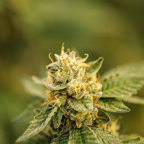 White Iverson (LitFarm)