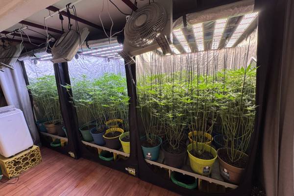 Proyecto cultivo